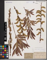 Foto von Salix daphnoides Vill. x Salix eleagnos Scop.